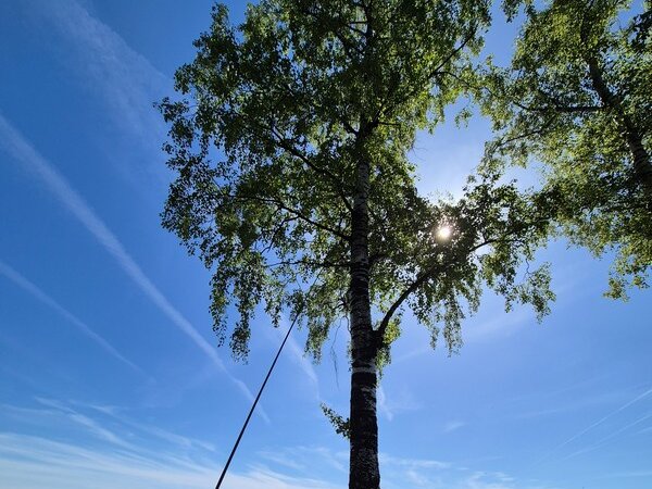 Bois de Thy