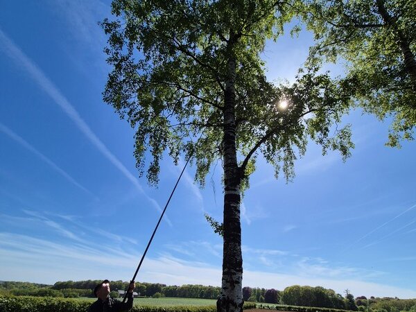 Bois de Thy